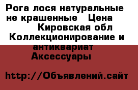 Рога лося натуральные, не крашенные › Цена ­ 3 000 - Кировская обл. Коллекционирование и антиквариат » Аксессуары   